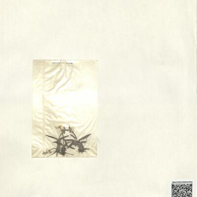 Ranunculus angustifolius DC. subsp. uniflorus (Boiss.) M. Mesa & P. Raya -  RO-HSepv 13065 photo