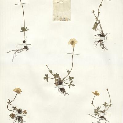 Ranunculus apenninus (Chiov.) Pignatti  -  RO-HSepv 15015 photo