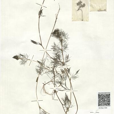 Ranunculus aquatilis L. -  RO-HSepv 16908 photo