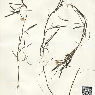 Ranunculus aquatilis L. -  RO-HSepv 14034 photo