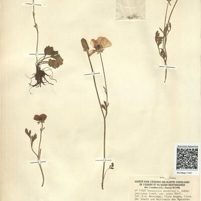 Ranunculus asiaticus L. subsp. latilobus Vierh. var. albus Dörfl. -  RO-HSepv 11227 photo