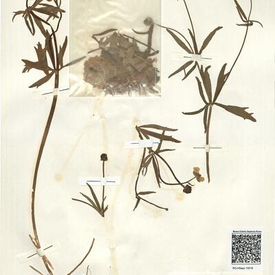 Ranunculus auricomus L. subsp. alsaticus W. Koch -  RO-HSepv 15016 photo