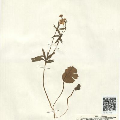 Ranunculus auricomus L. subsp. glechomoides Hyl. -  RO-HSepv 13066 photo