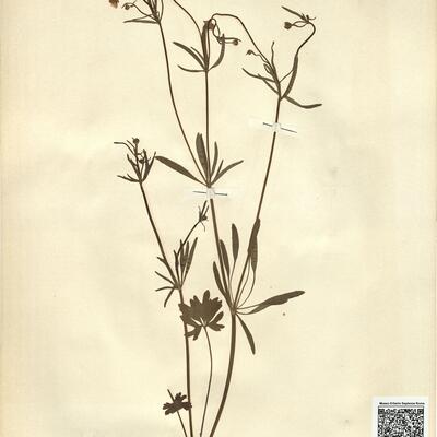 Ranunculus auricomus L. subsp. indecorus W. Koch -  RO-HSepv 11228 photo