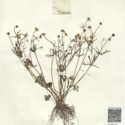 Ranunculus auricomus L. subsp. hevellus Hülsen -  RO-HSepv 13067 photo