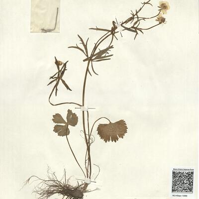 Ranunculus auricomus L. subsp. lucorum Engel  -  RO-HSepv 13068 photo