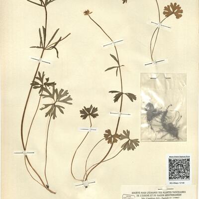 Ranunculus auricomus L. subsp. subfirmicaulis Markl. -  RO-HSepv 12149 photo