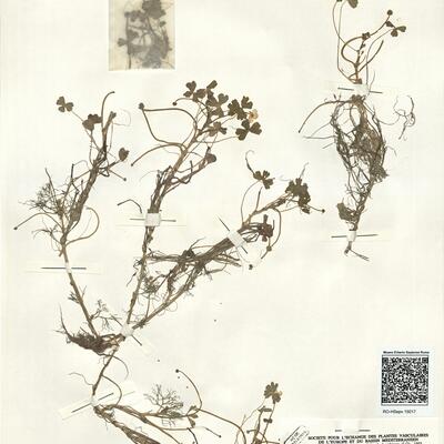 Ranunculus baudotii Godr. -  RO-HSepv 15017 photo