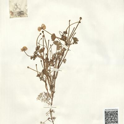 Ranunculus baudotii Godr. -  RO-HSepv 14035 photo