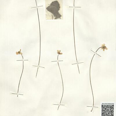 Ranunculus bullatus L. -  RO-HSepv 15018 photo