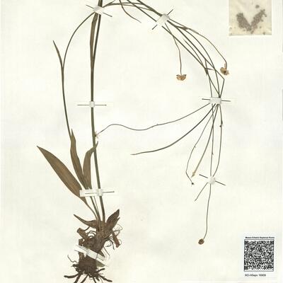 Ranunculus bupleuroides Brot. -  RO-HSepv 16909 photo