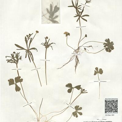 Ranunculus carlittensis (Senn.) Grau -  RO-HSepv 18961 photo