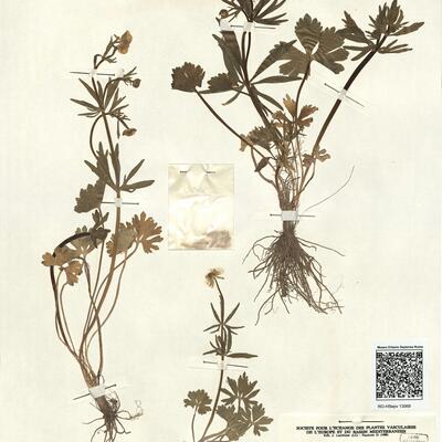 Ranunculus carlittensis (Senn.) Grau -  RO-HSepv 13069 photo