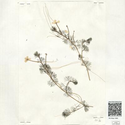 Ranunculus circinatus Sibth. -  RO-HSepv 18962 photo