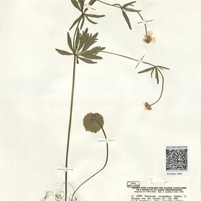 Ranunculus circinatifrons (Markl.) S. Ericsson  -  RO-HSepv 15999 photo