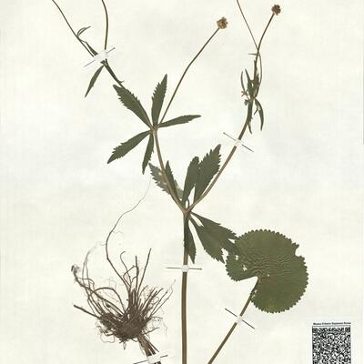 Ranunculus confinis (Markl.) S. Ericsson -  RO-HSepv 17908 photo