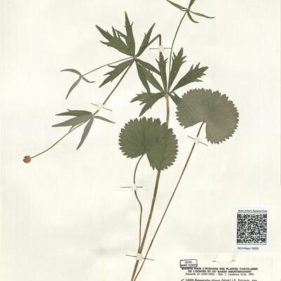 Ranunculus dispar (Markl.) S. Ericsson -  RO-HSepv 16000 photo
