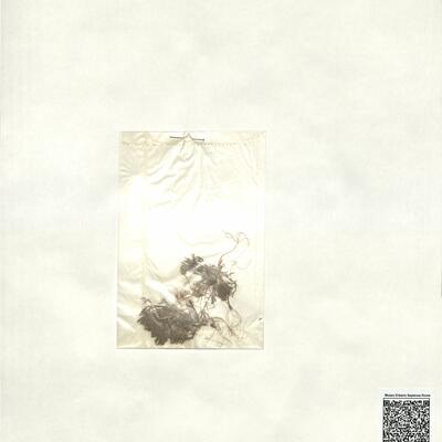 Ceratocephala falcata (L.) Pers. -  RO-HSepv 16900 photo