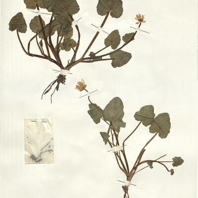 Ranunculus ficaria L. -  RO-HSepv 14036 photo