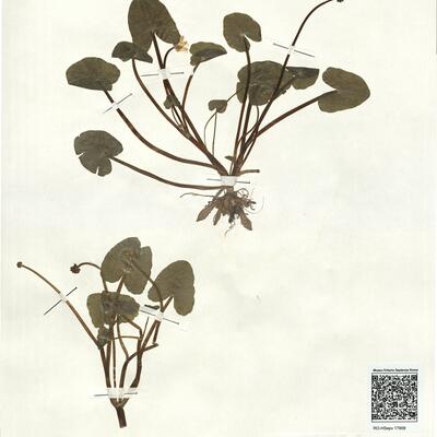 Ranunculus ficaria L. subsp. ficaria  -  RO-HSepv 17909 photo