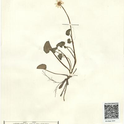 Ranunculus ficaria L. subsp. bulbilifer Lambinon -  RO-HSepv 15019 photo