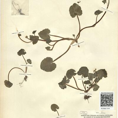 Ranunculus ficaria L. subsp. bulbilifer Lambinon -  RO-HSepv 12150 photo