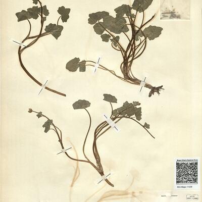 Ranunculus ficaria L. subsp. bulbilifer Lambinon -  RO-HSepv 11229 photo