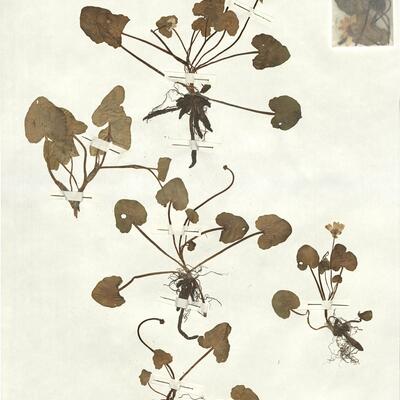 Ranunculus ficaria L. subsp. calthifolia (Reichenb.) Arcang. -  RO-HSepv 16910 photo