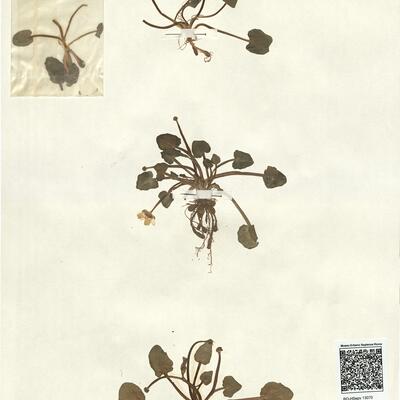 Ranunculus ficaria L. subsp. calthifolius (Reichenb.) Arcang. -  RO-HSepv 13070 photo