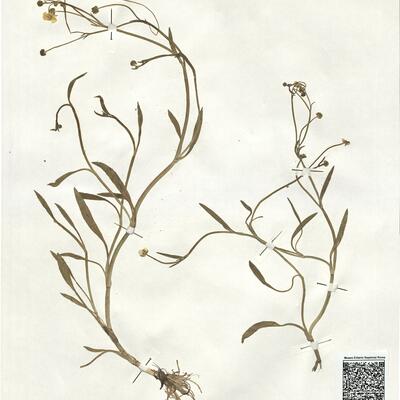 Ranunculus flammula L. -  RO-HSepv 18963 photo