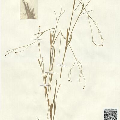 Ranunculus flammula L. -  RO-HSepv 13071 photo