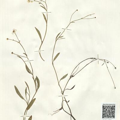 Ranunculus flammula L. subsp. flammula -  RO-HSepv 16002 photo