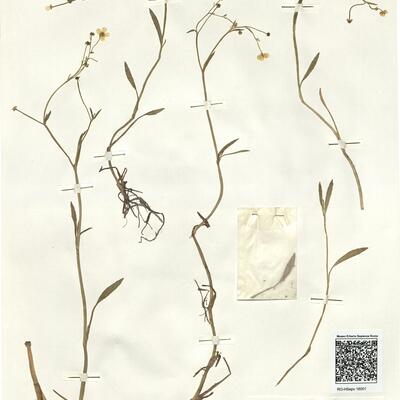 Ranunculus flammula L. subsp. flammula -  RO-HSepv 16001 photo