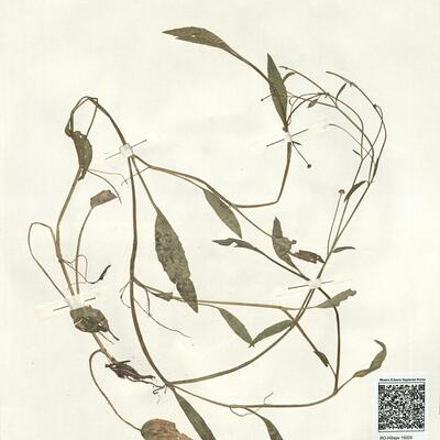 Ranunculus flammula L. subsp. flammula -  RO-HSepv 15020 photo