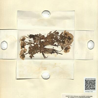 Ranunculus glacialis L. -  RO-HSepv 11230 photo