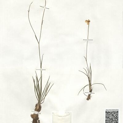 Ranunculus gramineus L. -  RO-HSepv 18964 photo