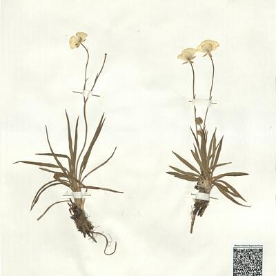 Ranunculus gramineus L. -  RO-HSepv 16911 photo