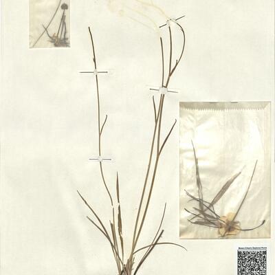 Ranunculus gramineus L. -  RO-HSepv 13072 photo