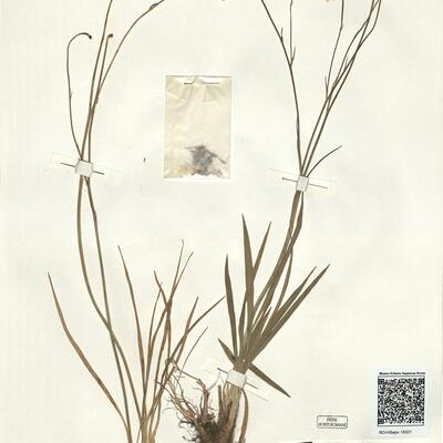 Ranunculus gramineus L. var. linearis DC. -  RO-HSepv 15021 photo