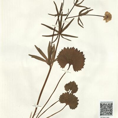 Ranunculus grossidens W. Koch ex Brodtbeck -  RO-HSepv 16003 photo