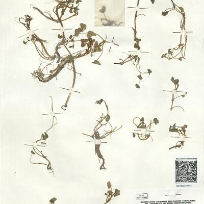 Ranunculus hederaceus L.  -  RO-HSepv 16912 photo