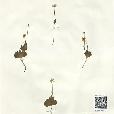 Ranunculus hybridus Biria -  RO-HSepv 16004 photo