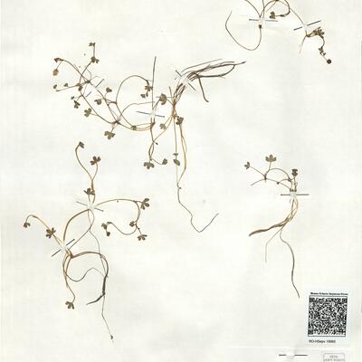 Ranunculus hyperboreus Rottb. -  RO-HSepv 18965 photo