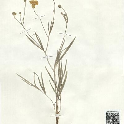 Ranunculus illyricus L. subsp. illyricus -  RO-HSepv 17910 photo