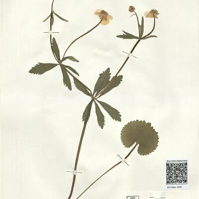 Ranunculus imitans (Markl.) S. Ericsson -  RO-HSepv 16005 photo