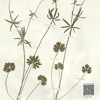 Ranunculus juratensis Brodtbeck -  RO-HSepv 16006 photo