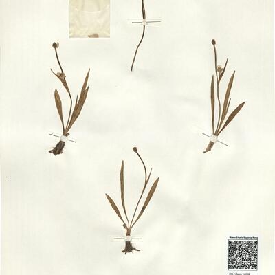 Ranunculus kuepferi Greuter & Burdet -  RO-HSepv 14038 photo