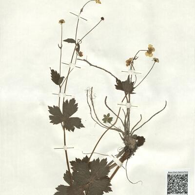 Ranunculus lanuginosus L. -  RO-HSepv 16913 photo