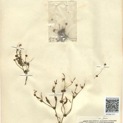 Ranunculus lateriflorus DC. -  RO-HSepv 12151 photo