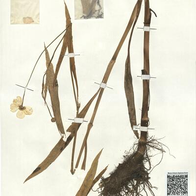 Ranunculus lingua L. -  RO-HSepv 17911 photo